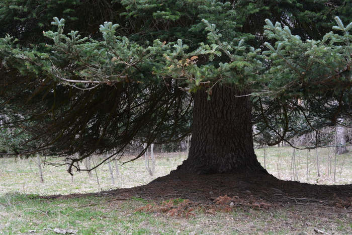 DSC_0923 (700x467, 486Kb)