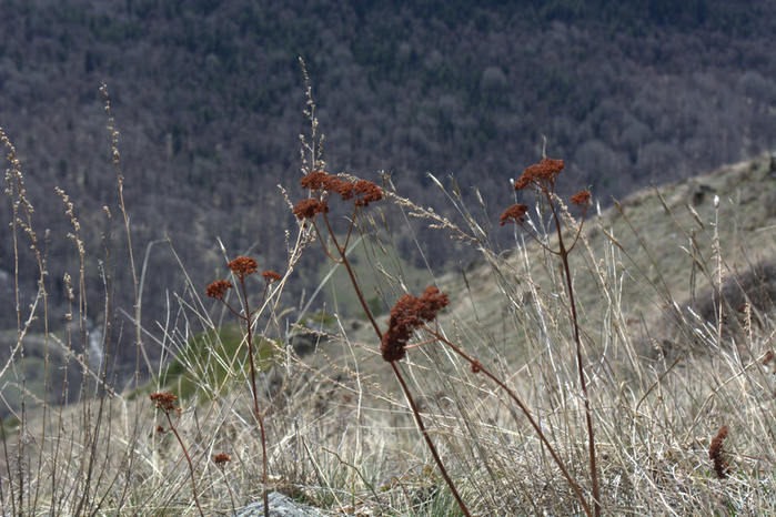 DSC_1063 (700x466, 410Kb)