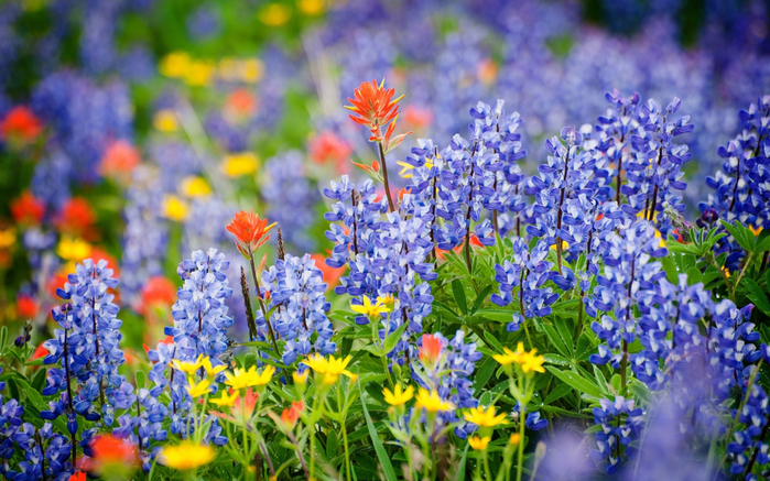 Lupin-blue-flowers-summer_1920x1200 (700x437, 468Kb)