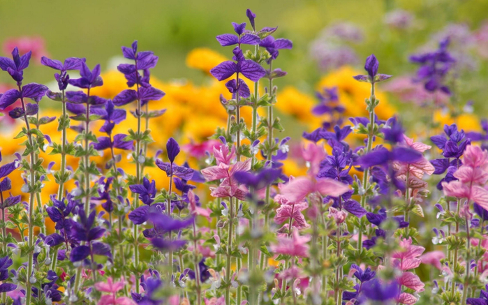 flowers_beautiful_grass_88888_1680x1050 (700x437, 412Kb)