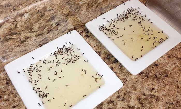 Как избавиться от муравьев: несколько простых рецептов