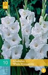  105.790, 10 GLADIOLUS WHITE PROSPERITY (220x337, 95Kb)