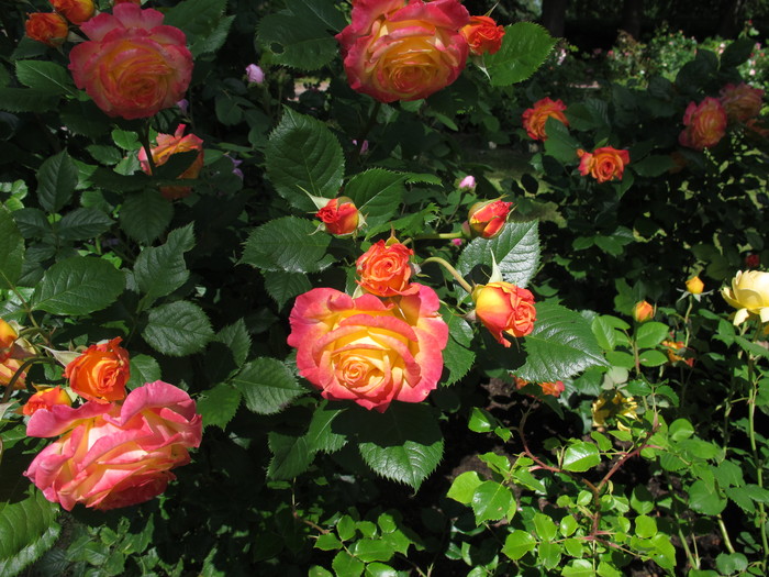 1563788789_IMG_5310 (700x525, 142Kb)