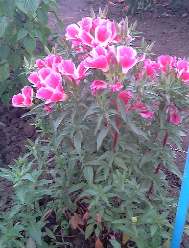 IMAG2062с (386x505, 271Kb)