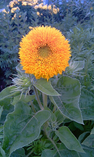 IMAG2063с (306x511, 203Kb)
