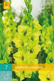 149686710_105163_7_GLADIOLUS_EVERGREEN (187x282, 84Kb)