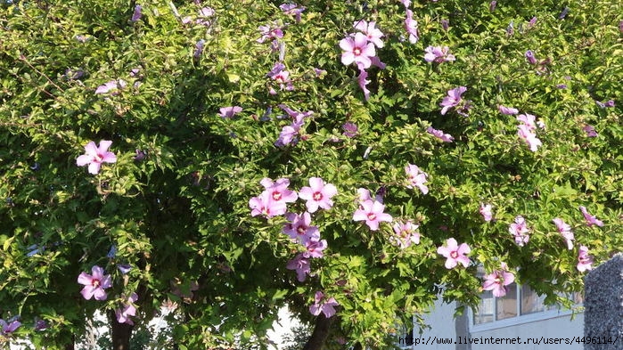 DSC02064 (700x393, 326Kb)