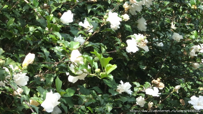 DSC02307 (700x393, 275Kb)