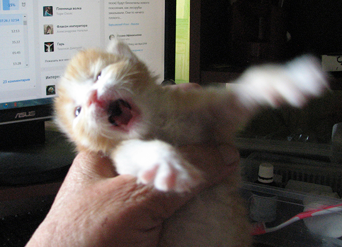 IMG_3530 (700x505, 492Kb)