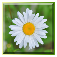 5392353_miniaturaromashki1 (235x235, 83Kb)