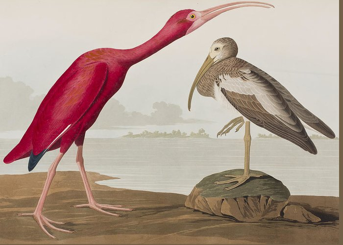 1-scarlet-ibis-john-james-audubon (700x500, 186Kb)
