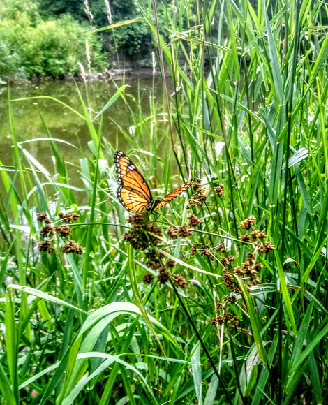 v10 (470x580, 385Kb)