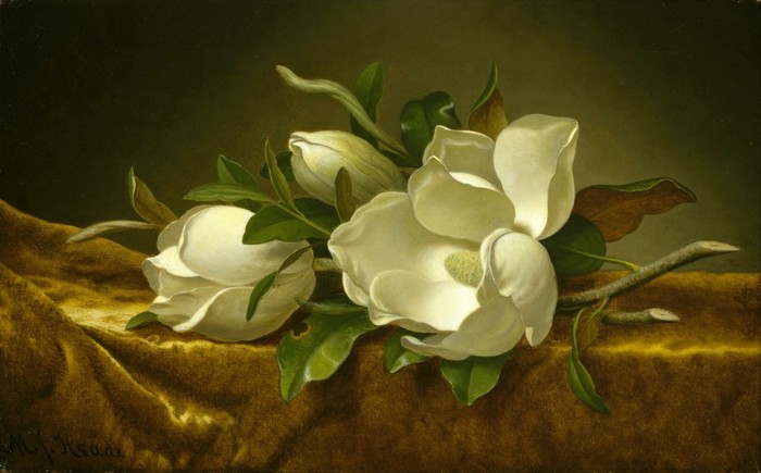 Martin Johnson Heade - Magnolias on Gold Velvet Cloth - (MeisterDrucke-17516) (700x435, 64Kb)