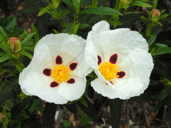 Cistus-ladanifer-2 (700x525, 194Kb)