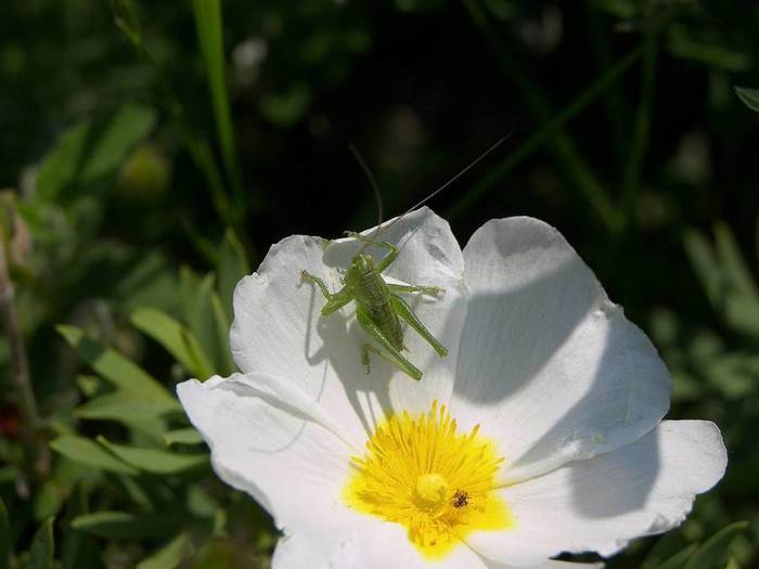 cistus-salvifolius-flower-white-petals-cricket (700x525, 30Kb)