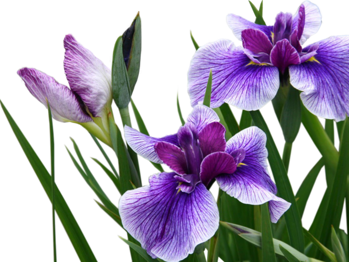 183-1832158_purple-iris-- (700x525, 559Kb)