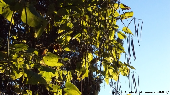 DSC02598 (700x393, 253Kb)