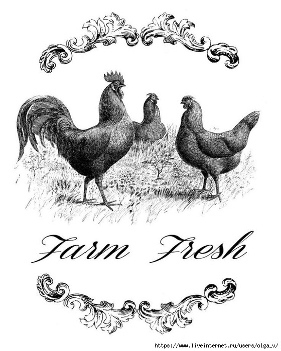 0ccd1fb047dbb15ee4d0b848cb8b5945--chicken-illustration-vintage-farm (560x700, 202Kb)
