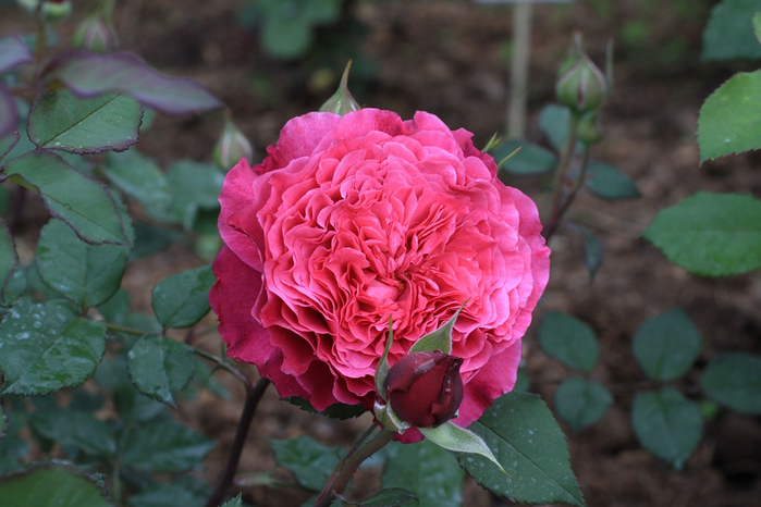 0_645e9_bcc586c9_XXXL[1] (700x466, 330Kb)