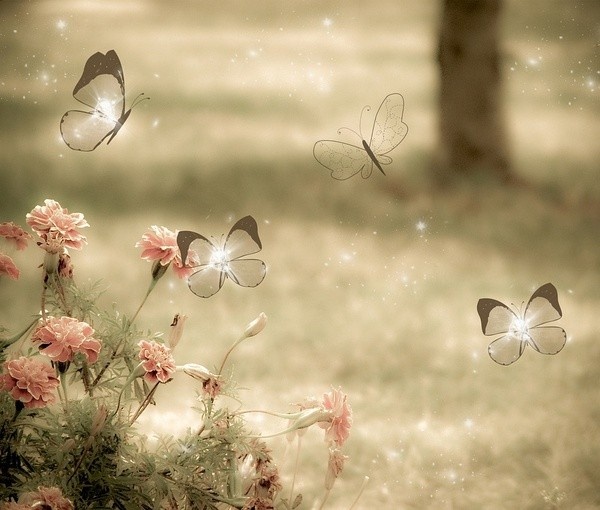 f8de9fbd0d5317fdf56b4f67d8f2d79c--beautiful-butterflies-beautiful-flowers (600x510, 100Kb)