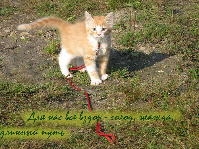1 месяц 28 дней (10) (700x525, 527Kb)