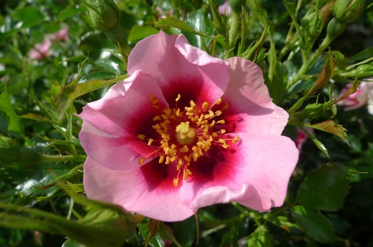    . . Interplant Roses () (940x758, 55Kb)