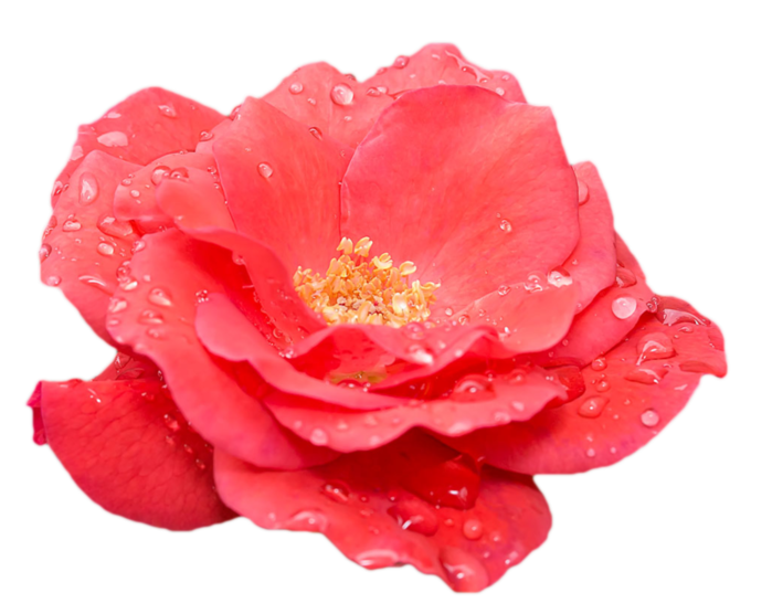 rosa (400x246, 366Kb)