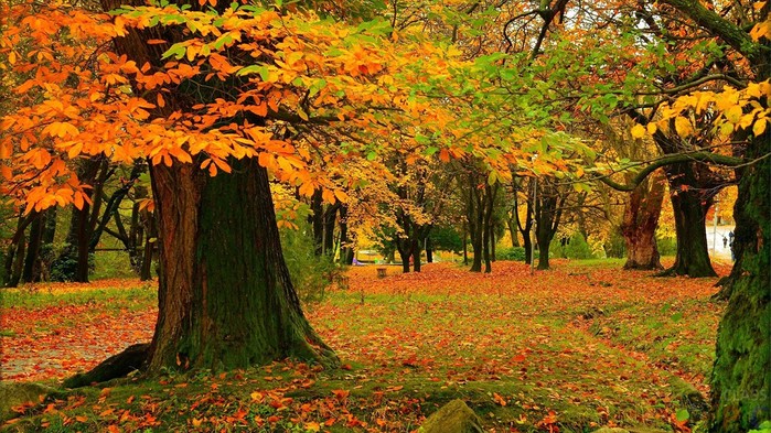 listopad-v-oranzhevo-zeljonom-osennem-parke (700x393, 157Kb)