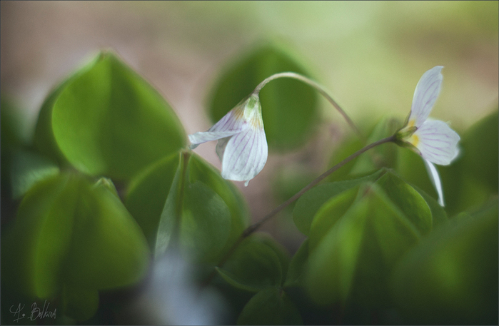 1103746 (700x457, 205Kb)