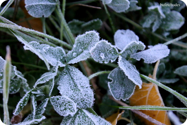 03-IMG_3879 (600x400, 302Kb)