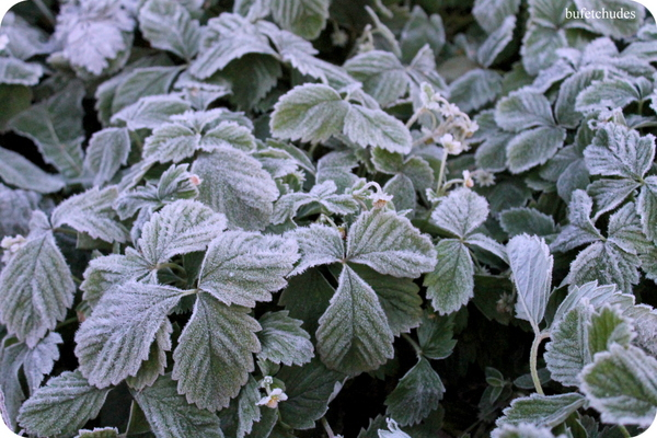05-IMG_3885 (600x400, 320Kb)