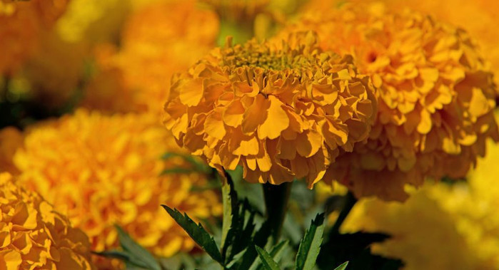 5152557_oo5092013172954_q4UDs (700x379, 79Kb)