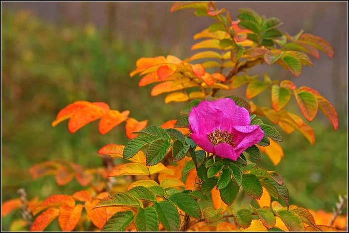 5152557_ooXE6ZgtIy5TM (700x468, 64Kb)