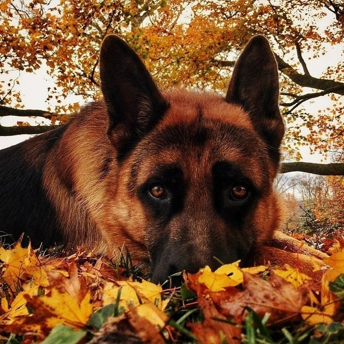 4845262_h35895 (700x700, 275Kb)