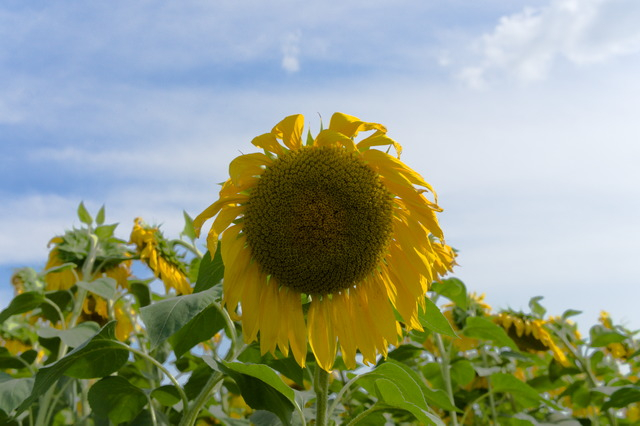 DSC01026 (640x426, 263Kb)