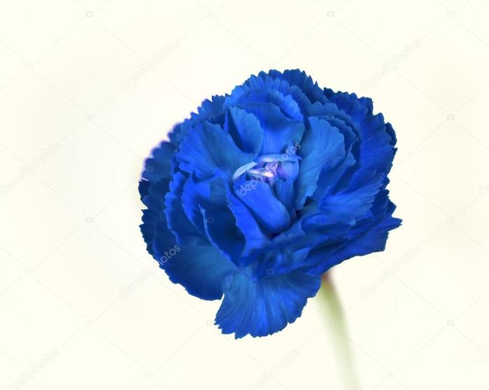 depositphotos_81761692-stock-photo-bright-blue-clove-flower (700x557, 25Kb)