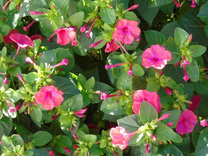 DSC03420 (700x525, 477Kb)