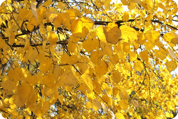07-IMG_3924 (600x400, 417Kb)