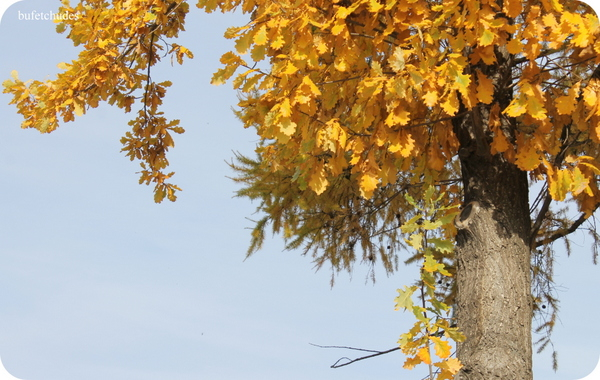 10-IMG_4008 (600x380, 296Kb)