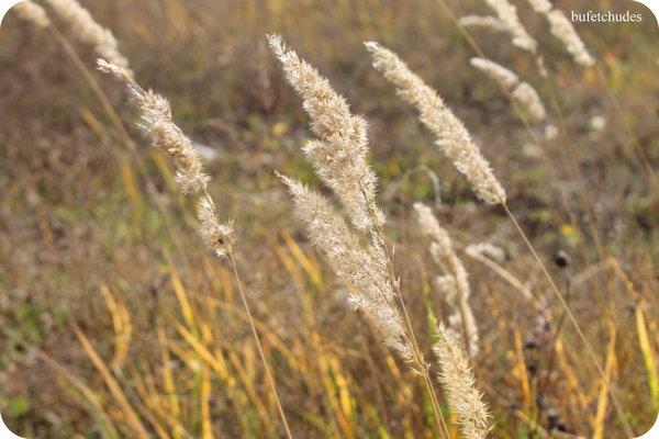 20-IMG_4006 (600x400, 259Kb)