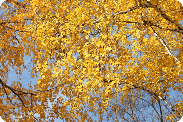28-IMG_3916 (600x400, 480Kb)