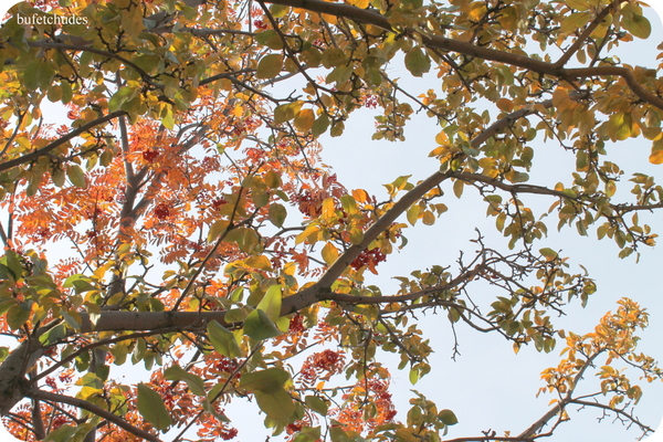 31-IMG_3973 (600x400, 436Kb)