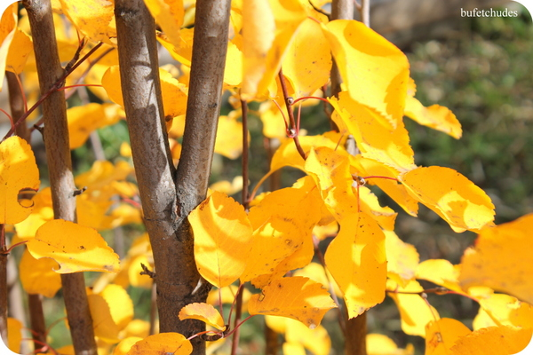 33-IMG_3983 (600x400, 309Kb)