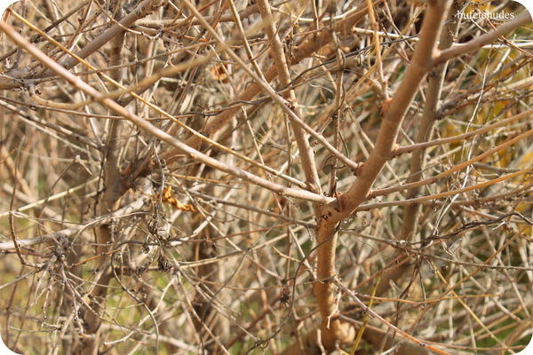 35-IMG_3986 (600x400, 365Kb)