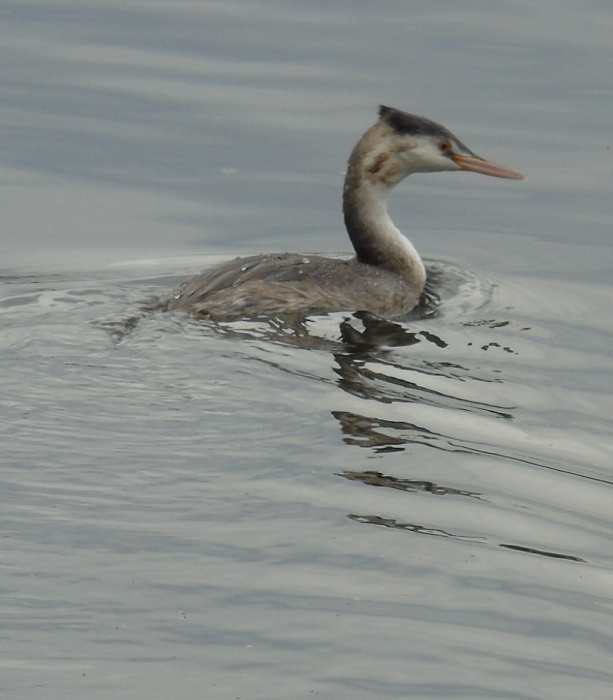 DSC03937 (613x700, 288Kb)