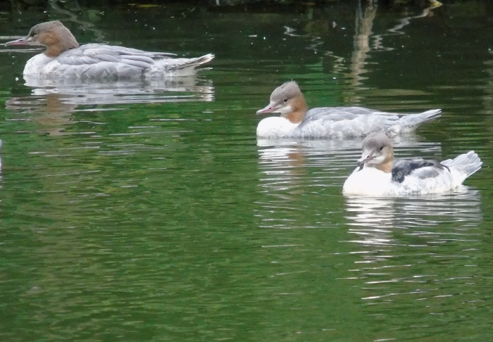 DSC00259 (700x486, 313Kb)