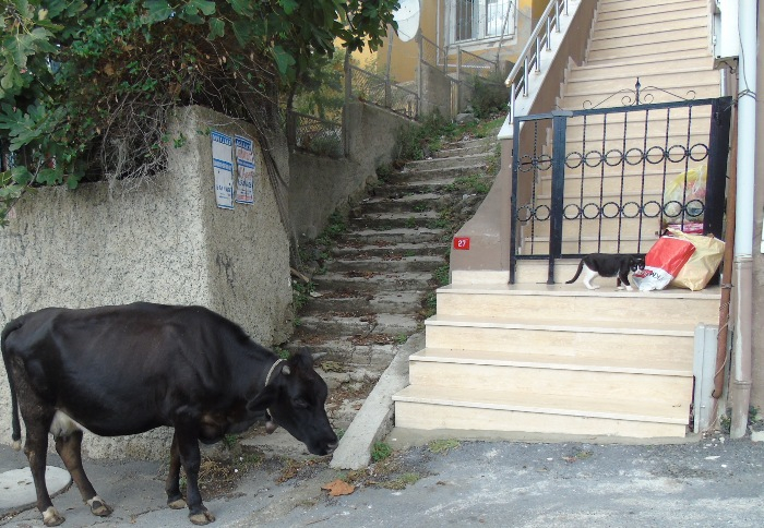 DSC01228 (700x484, 394Kb)