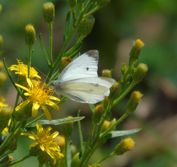 DSC01351 (700x661, 410Kb)