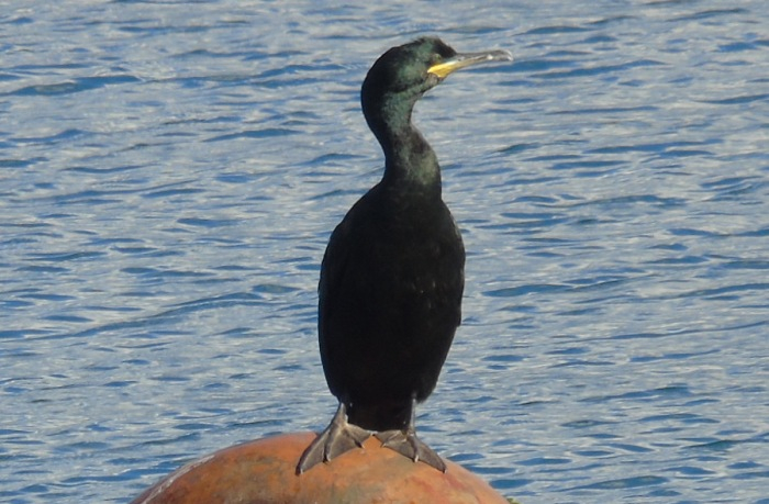 DSC01377 (700x459, 308Kb)