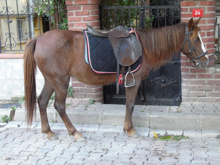 DSC01557 (700x525, 386Kb)